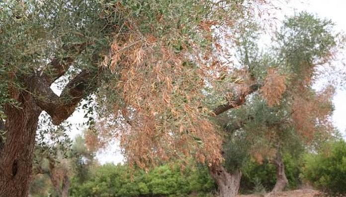 Albero Xylella