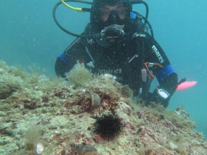Foto del riccio di mare