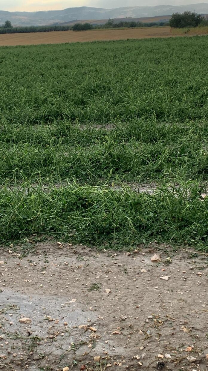 Foto dei campi dopo la grandine e la bomba d'acqua