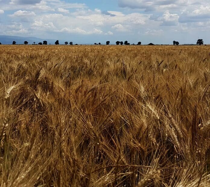 Foto del Grano Carlantino