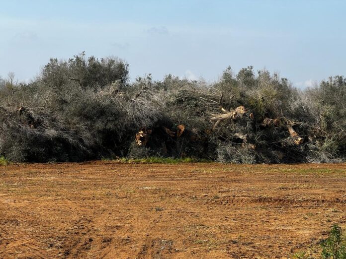 Eradicazioni xylella