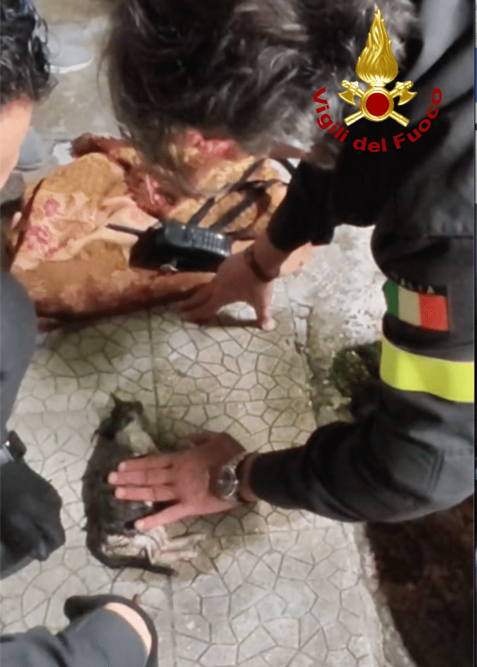 Foto salvataggio gattino