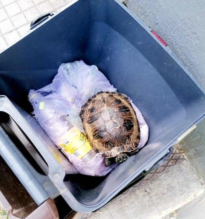 Foto della tartaruga