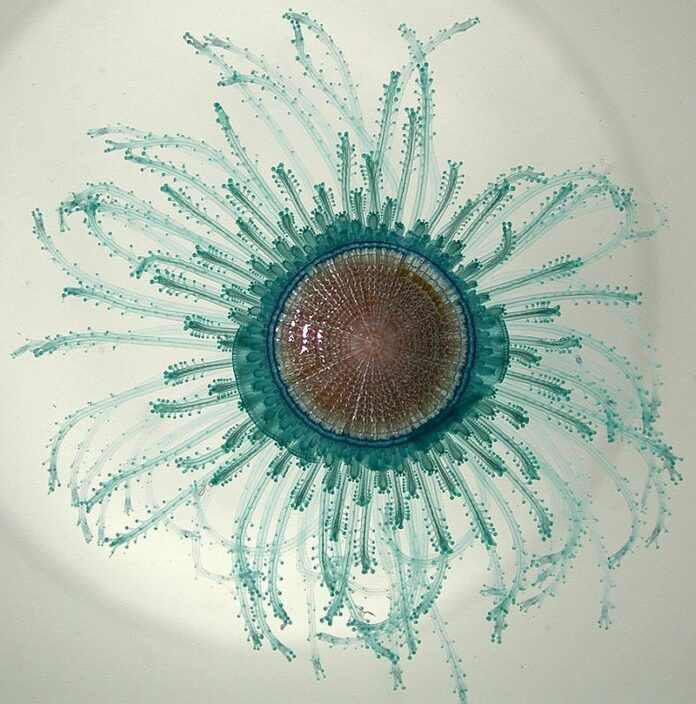 Porpita porpita Medusa