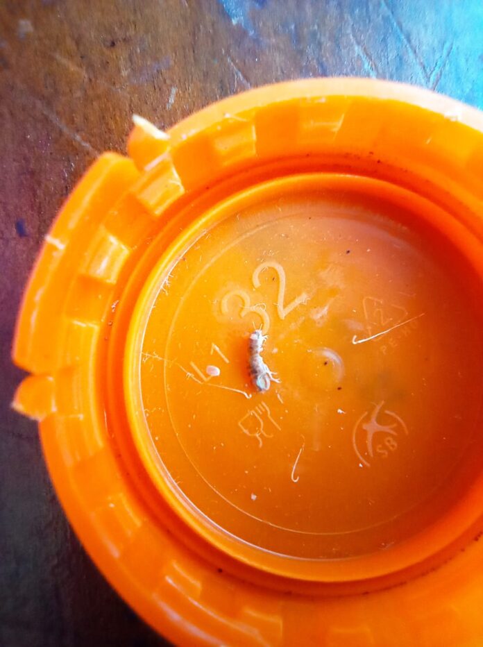 Foto del crostaceo