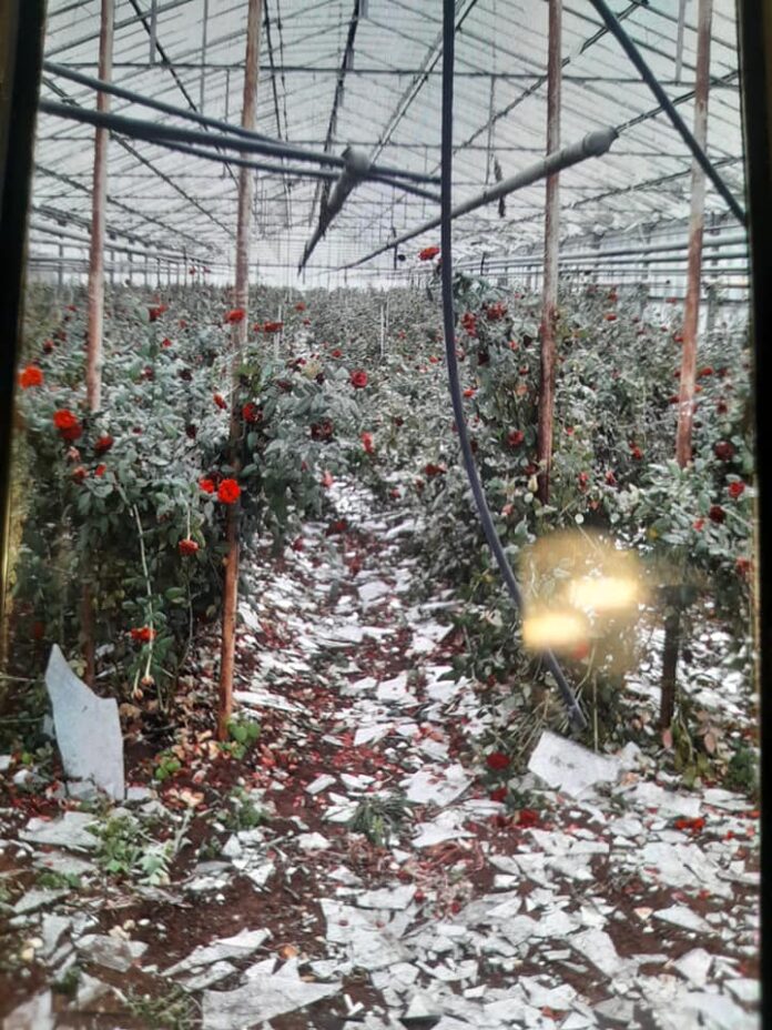 Foto di serre e rose distrutte a Terlizzi