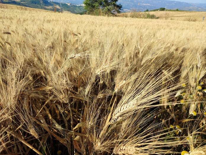 Grano