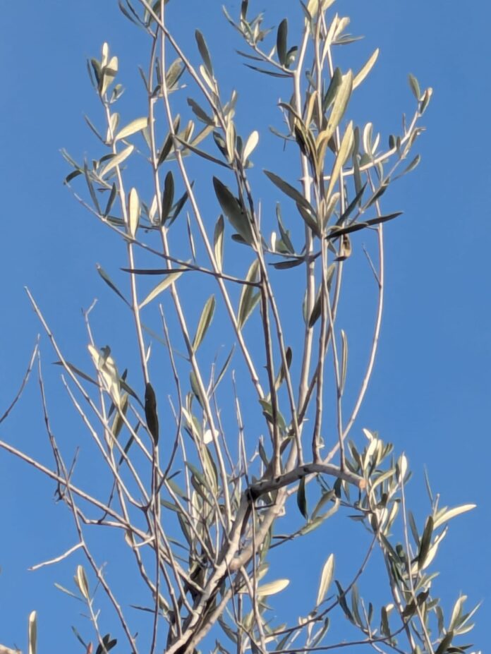 Albero Xylella