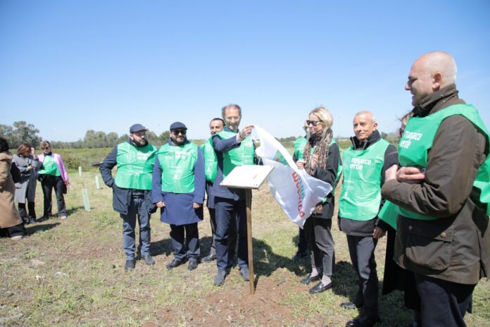 Forestazione