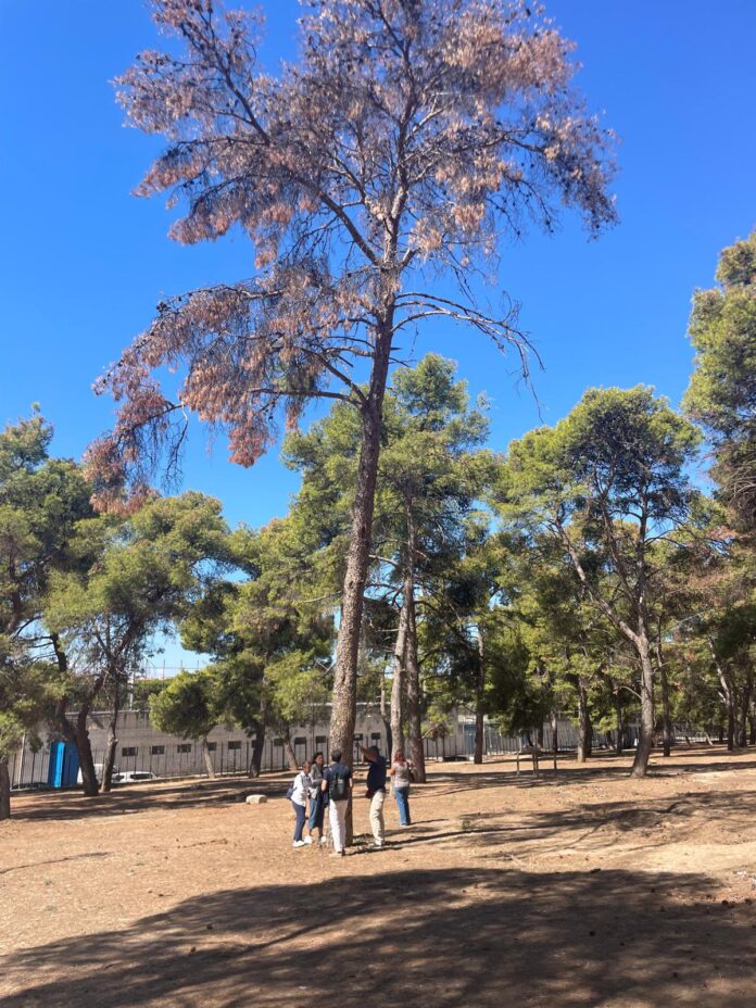 sopralluogo Pineta