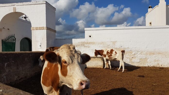Foto di una mucca