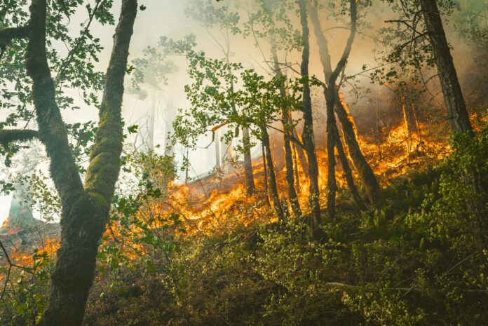 incendi boschivi