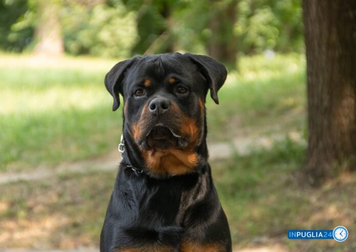 Rottweiler